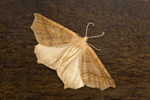 Creamy Moth On Wood