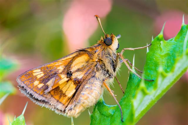 Macro Moth