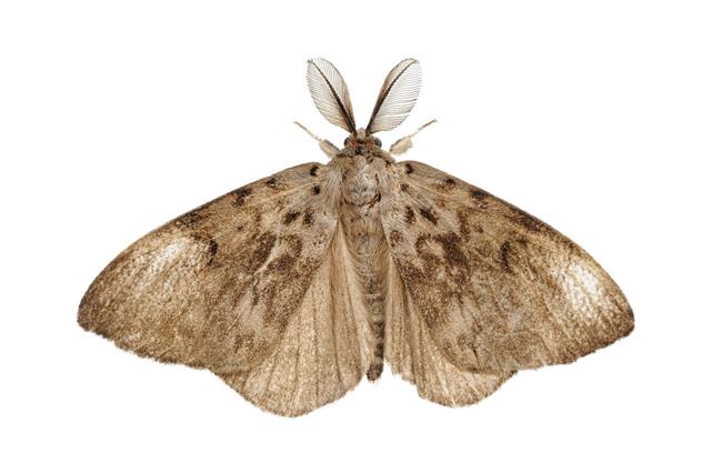 Moth Isolated