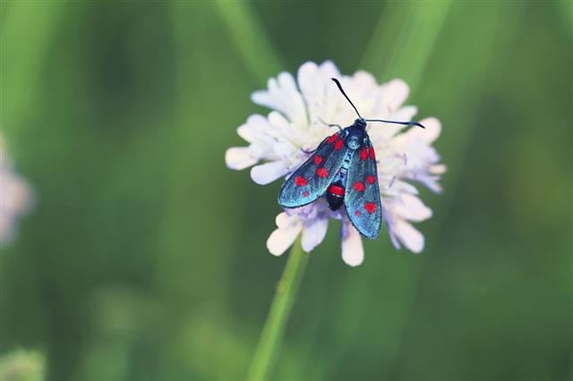Colorful Zygaenidae Moth