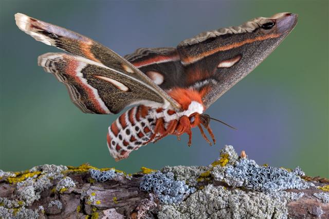 Cecropia Moth Landing On Branch