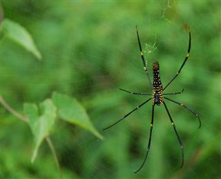 Rain Forest Spider