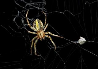 Female Garden Spider