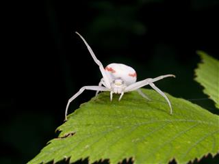 Female Crab Spider