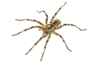 Tarantulas Spider