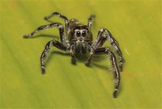 Hyllus Diardi Jumping Spider