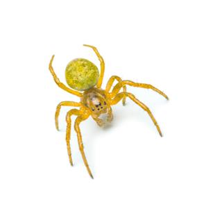 Crawling Yellow Spider