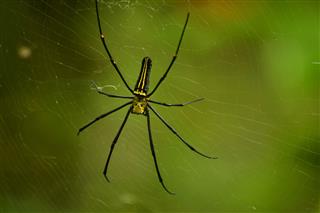 Spider On Cobweb In Rain Forest