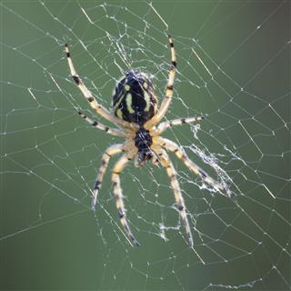 Spider Hanging On Web
