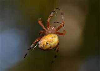 Colorful Garden Spider