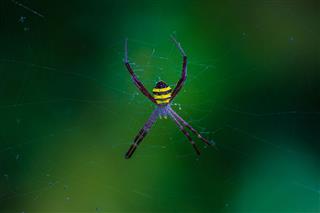 Bright Yellow Striped Spider