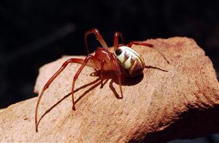Australian Leaf Curling Spider