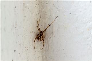 The Brown Widow Spider