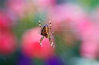 Macro Of Garden Orb Spider