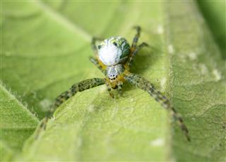 Green Spider On Leaf