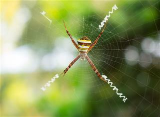 Spider Hanging On Web