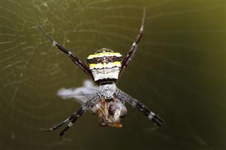 Cross Spider With Its Prey
