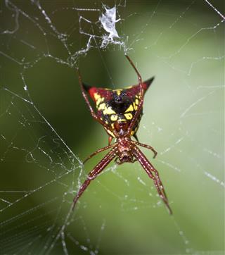 Black Red And Yellow Horned Spider