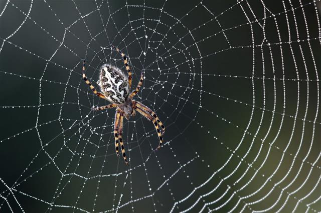 Spider In Silver Web