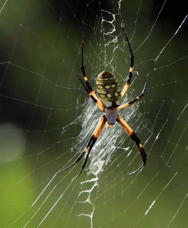 Banana Spider On The Web