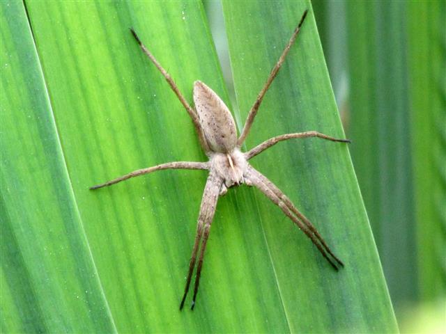 Tibellus Oblongus Grass Spider