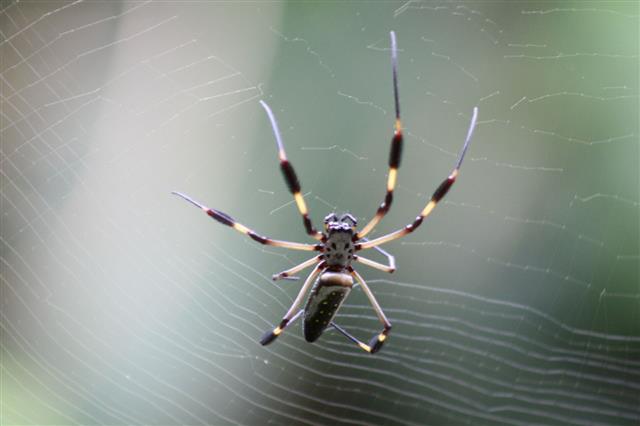 Golden Orb Spider In Web