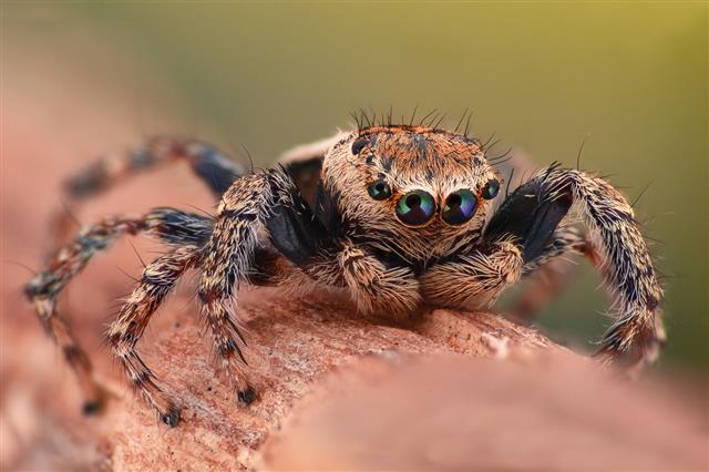 Jumping Spider In The Wild