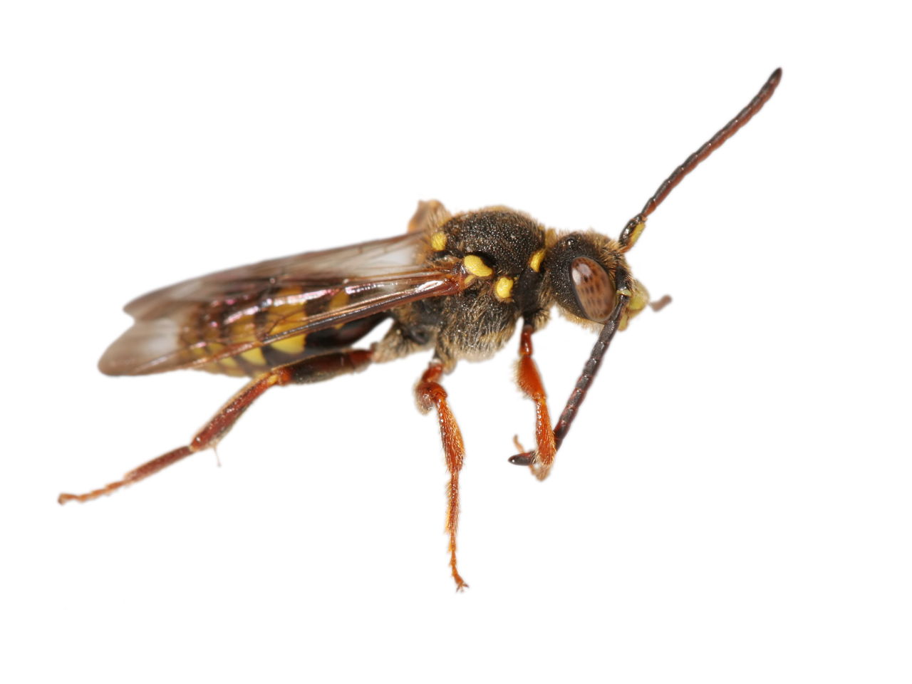 3 Defining Stages in the Life Cycle of Wasps - Animal Sake
