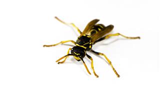 Wasp Color Image