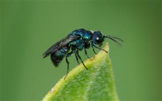 Amazing Looking Tiny Fly Wasp