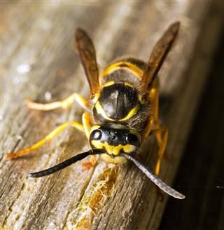 Wasp Destroying Wood