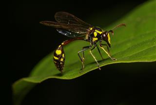 Black And Yellow Mud Dauber Wasp