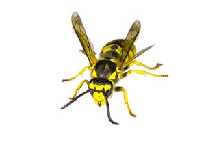 Closeup Of A Wasp