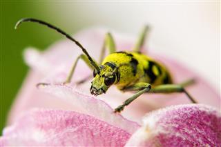Wasp Resting On Pink Flower