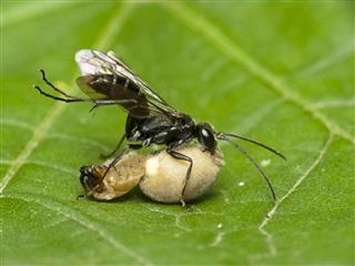 Black Wasp With Prey