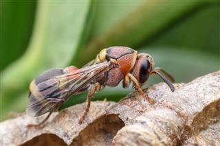 Super Macro Wasp On Nest