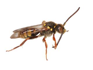 Isolated Wasp 03