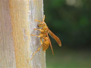 Golden Wasp