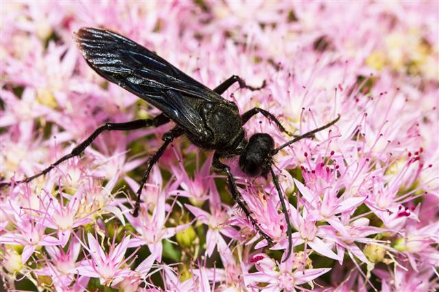 Great Black Wasp