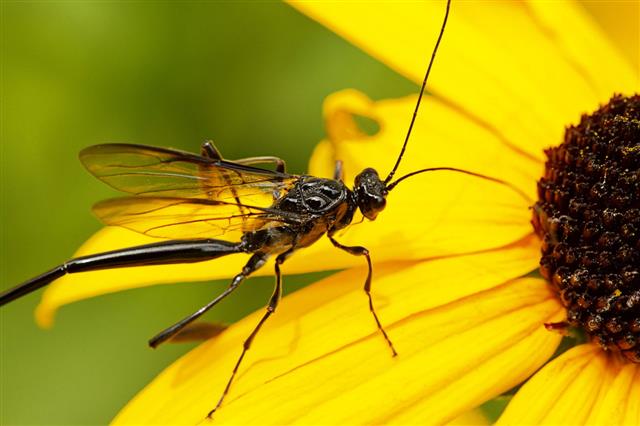 Female American Pelecinid Wasp
