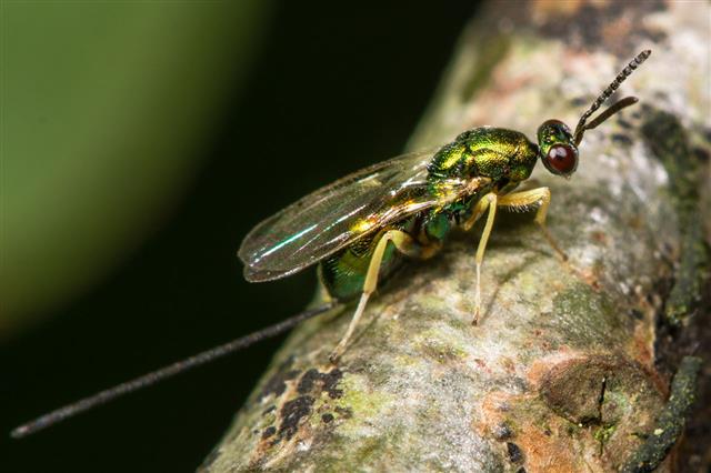 Chalcid Wasp With Ovipositor Showing