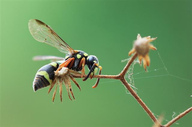 Wasp Of East Java