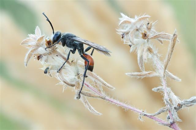 Wasp Palmodes Occitanicus Slipping