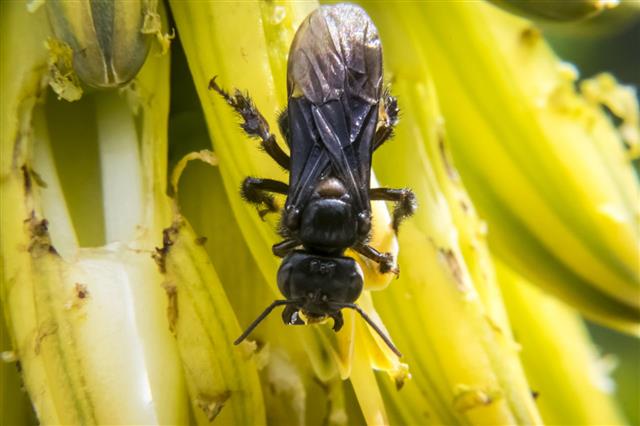 Big Black Wasp Feeding On Flowers