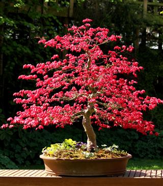 Japanese Maple Bonsai Tree With Leaves