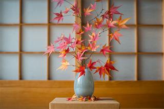 Beautiful Japanese Maple In Autumn