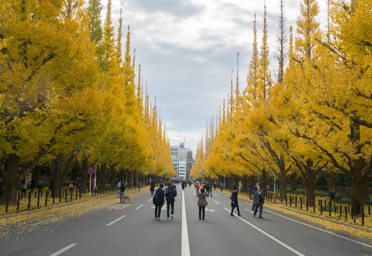 Ginkgo Tree Facts