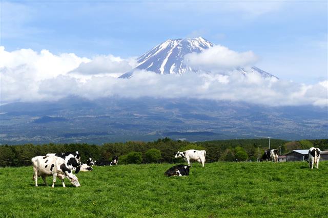 Mount Fuji And Cows At Asagiri Highland