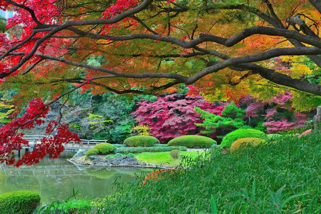 Colors Of Japanese Garden