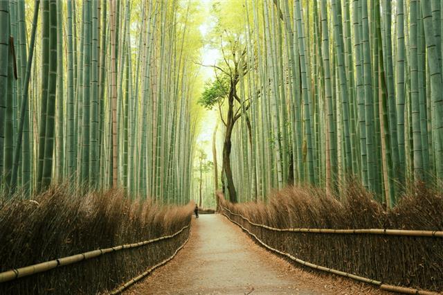 Arashiyama Bamboo Forest In Kyoto Japan